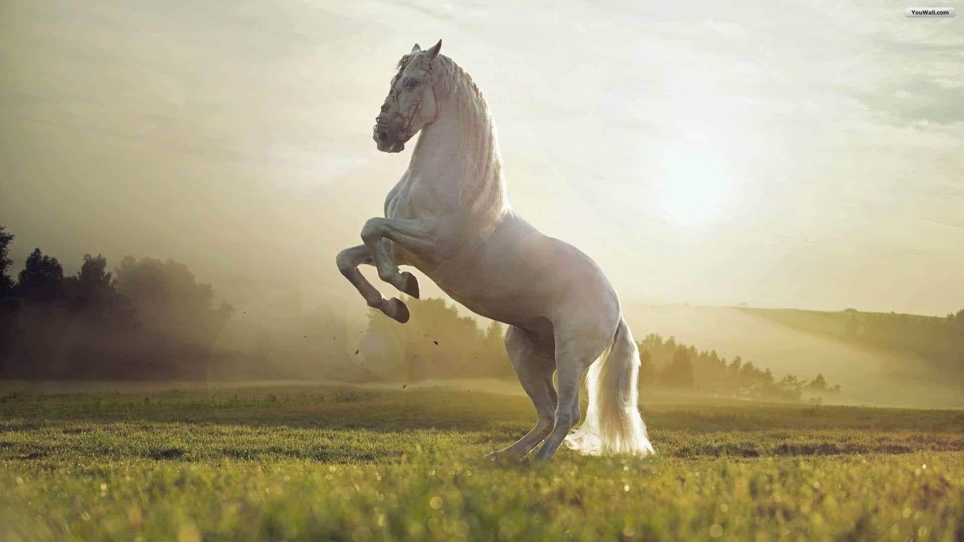 طريقة تفسير الخيل في المنام