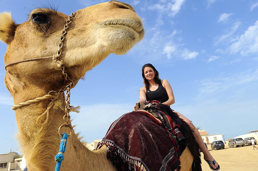 رؤية الجمل في المنام