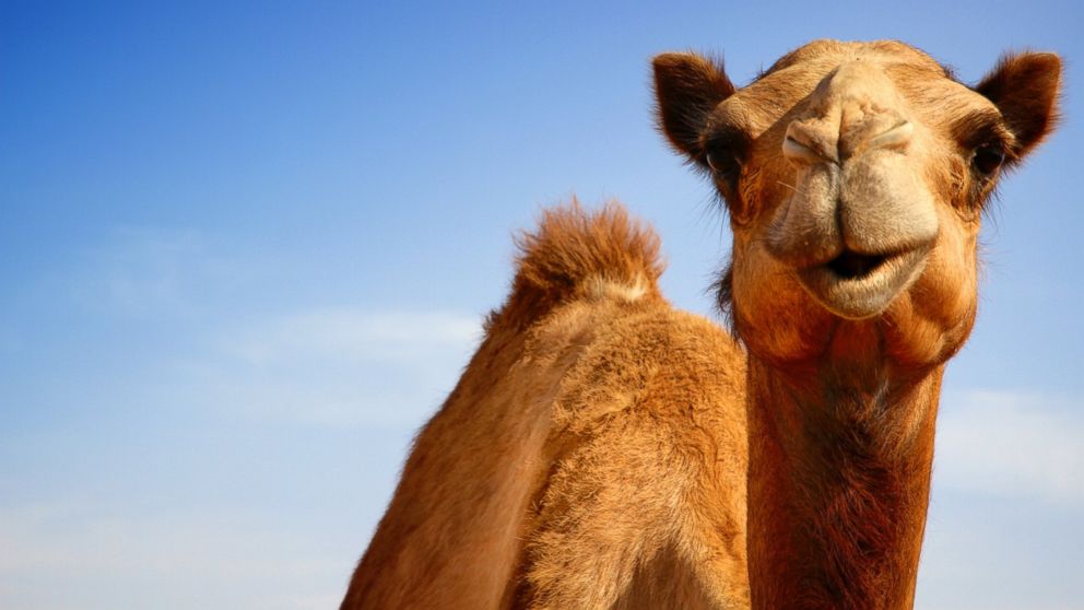 تفسير حلم الجمل
