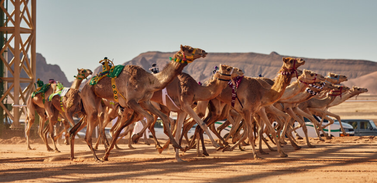 الهيئة الملكية لحافظة العُلا تُعلن عن موعد النسخة الثانية من كأس العُلا للهجن 2024