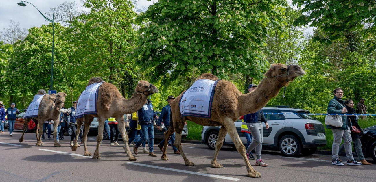 الإبل السعودية تتألق في شوارع العاصمة الفرنسية باريس في أضخم احتفال عالمي للإبليات