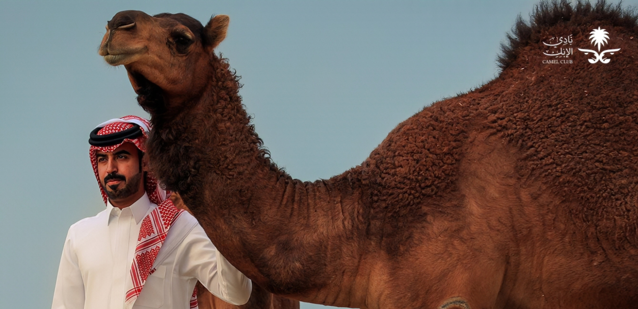تربية ورعاية الإبل تخصص جامعي جديد في السعودية